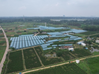 港南区：蔬菜基地丰盈群众“菜篮子”