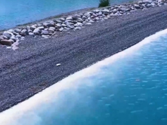 赛里木湖“花粉海”如何形成？独特生态奇观揭秘