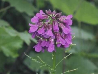 西藏生物多样性 “家底”进一步丰富
