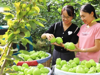 甘肃民乐：鼓励特色林果种植 着力发展观光农业