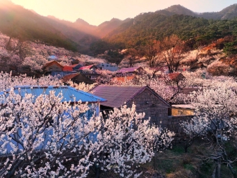 山色峪省级片区蝶变 “四轮驱动”让沉寂山谷焕发新生