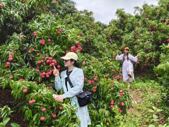 钦州荔枝迎来丰收季 游客体验采摘“甜蜜时光”