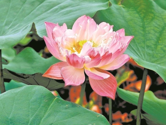 百荷争艳待君来 广州云溪植物园“水中牡丹”迎客