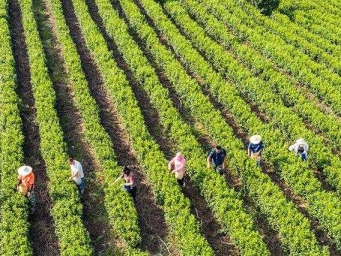 江苏南京：富硒秋茶采摘忙